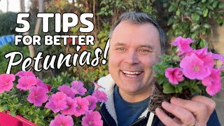 5 Tips for Better Petunias [upl. by Assiren]