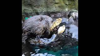 CUTE SEA OTTERS SHUCK AND EAT OYSTER [upl. by Ardnos548]