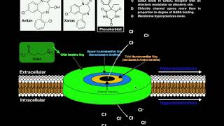 The Mechanism of Benzodiazepines  The GABA Receptor and Allosteric Modulation [upl. by Jacquenetta]