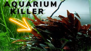 Cryptocoryne will KILL your AQUASCAPE [upl. by Tamis568]