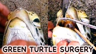 hook removal from sea turtle [upl. by Eiba]