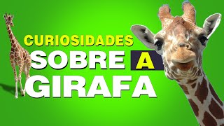 Curiosidades sobre a girafa [upl. by Anelhtak]