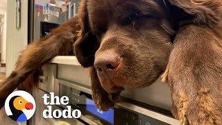 Chocolate Lab Dog Talks [upl. by Ashford]