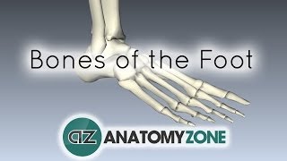 Bones of the Foot  Anatomy Tutorial [upl. by Eirised397]