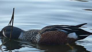 Australian Shoveler Duck shoveling  At Brandon Country park [upl. by Churchill378]