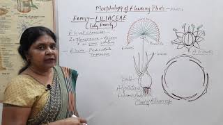 Morphology of Flowering Plants  13 Family Liliaceae Class 11 NEET OnionGarlic Asperagus [upl. by Sueddaht]