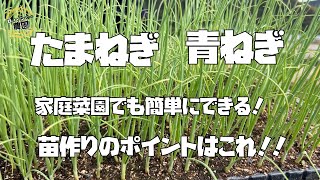 【玉ねぎ】【青ねぎ】の苗つくり【たまねぎ】の育苗はこうだ！！【農家の家庭菜園】 [upl. by Ozzy527]