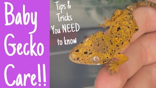 HOW I CARE FOR BABY CRESTED GECKOS [upl. by Yellas]