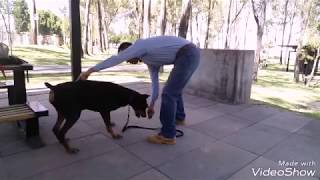 Adiestramiento canino del dobermann [upl. by Monika482]