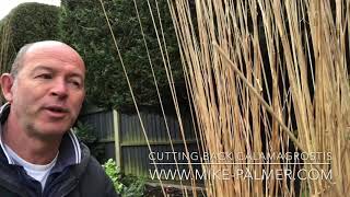 HOW TO Cut back Calamagrostis [upl. by Lundt]