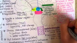 Brainstem [upl. by La Verne353]