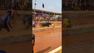 Kambala 2024 trending south ytshorts today [upl. by Tloh530]