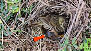 Mother pipit bird trying her best to hatch unfertilized egg BirdPlusNature [upl. by Sokcin]