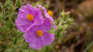 How to Grow Rock Rose [upl. by Teragram]