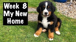 Bernese Mountain Dog Puppy  New Home  First Days  Vlog 2020 [upl. by Xela]