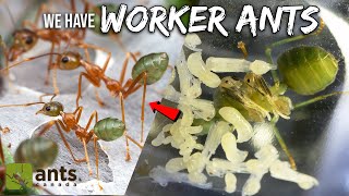 My Pet GREEN QUEEN ANT Has Her First Workers Now The Fun Begins [upl. by Trygve]