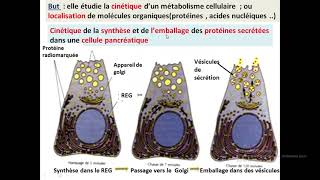 Cytologieبالعربية  2 Les méthodes détude de la cellule  Part 3 MEB  Les techniques [upl. by Korb]