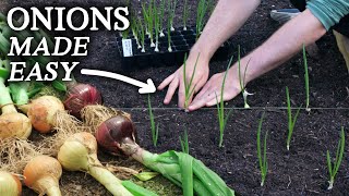 The Easiest Way to Grow Onions [upl. by Kram78]