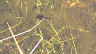 tadpoles and damselfly nymph [upl. by Durman]