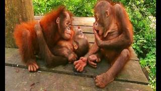 Little baby orangutans get scared [upl. by Nguyen]