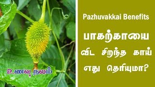 பாகற்காயை விட சிறந்த காய் எது தெரியுமா  Momordica dioica  Pazhu Pavakkai [upl. by Campy800]