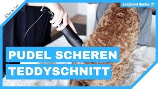 Pudel Scheren Teddyschnitt mit Moki dem Zwergpudel  Das 3 Mal beim Frisör  Mit Anleitung [upl. by Yuma]