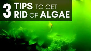 3 Tips to Get Rid of Algae in an Aquarium Managing Easily [upl. by Ecirbaf30]