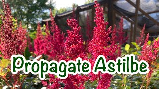 How to propagate Astilbe  A HIGHLY Underrated shade plant [upl. by Dionis]