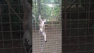 Ring  tailed lemur Lemur catta animals [upl. by Tiertza557]