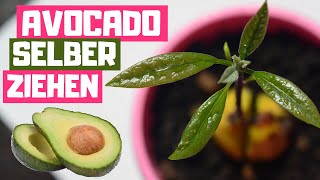 AVOCADO SELBER PFLANZEN 🥑 Von Avocadokern keimen bis Ernte [upl. by Owena]