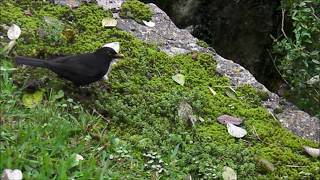 Le merle noir lotois merle de Montcuq Vidéo de son plaisir alimentaire novembre 2019 merle joyeux [upl. by Hairabez]