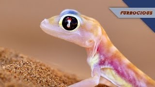 Geckos are So Condescending [upl. by Siffre]