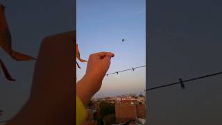 Baccho ko patang tho li 😂 child 😺 kite lover ❣️🔥kiteflying looting patangbazi shorts [upl. by Reddy756]