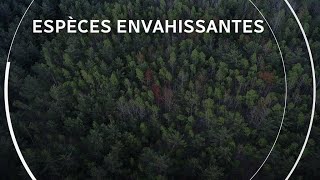 Espèces envahissantes  menace pour la biodiversité selon l’ONU [upl. by Christos]