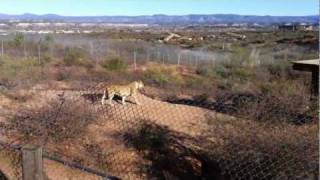 Out of Africa Wildlife Park  Part 3  Feeding Time [upl. by Zerline]