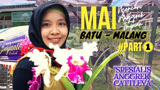 MAI Mencari Anggrek Impian PART1 Di Kota Wisata BATU MALANG  Kebun SOERJANTO Spesialis CATTLEYA [upl. by Neelyad290]