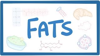 Fats  biochemistry [upl. by Mirth889]