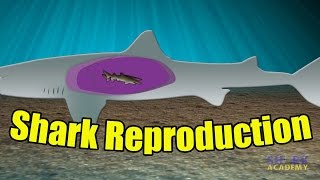 Shark Reproduction  SHARK ACADEMY [upl. by Grubb]