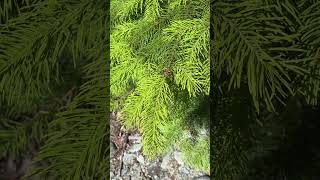 Douglasfir  Pseudotsuga menziesii  Alpine Biodiversity  Beaty Biodiversity Museum UBC plants [upl. by Cindie795]