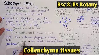 Collenchyma Tissue Structure and functions  Types Of Collenchyma Tissue  Class Bsc Botany [upl. by Icnan]