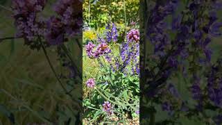 Purple Vervain look so beautiful 🥰 Untermyer Park and Gardens Yonkers NY [upl. by Fidelity]