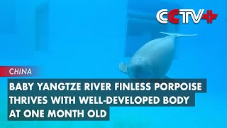 Baby Yangtze River Finless Porpoise Thrives with WellDeveloped Body at One Month Old [upl. by Tteltrab]