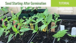 Seeds Have Germinated Now What How to Care for Seedlings  Seed Starting Part 2 [upl. by Beauvais]