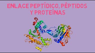 ¿Qué es un enlace peptídico Péptidos y Proteínas [upl. by Metah945]