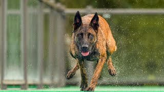 The Power of Belgian Malinois  An Amazing Athlete [upl. by Newfeld]