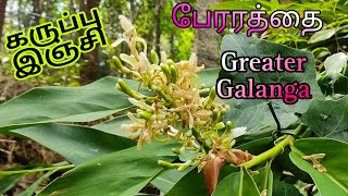 Black Ginger  கருப்பு இஞ்சி [upl. by Saideman]