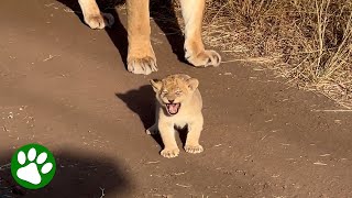 Baby Lion Shows Off quotMightyquot Roar [upl. by Ramsay]