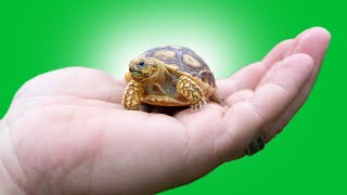 Top 5 Worst PET TORTOISE Species [upl. by Eadrahc]