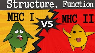 MHC Class I and Class II Structure Function and Difference Major Histocompatibility Complex [upl. by Mattson]