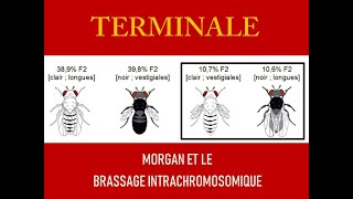 Morgan et le brassage intrachromosomique [upl. by Allys]